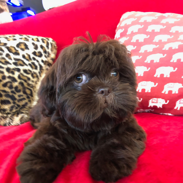 puppies for sale in boca raton