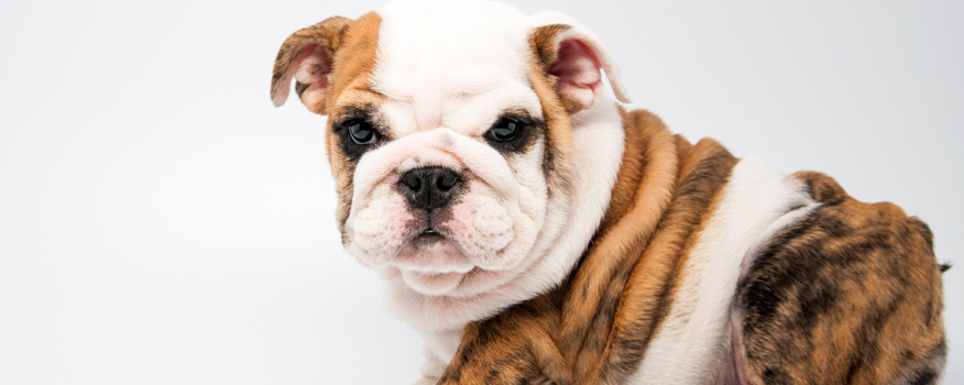 English Bulldogs for Sale in West Palm Beach