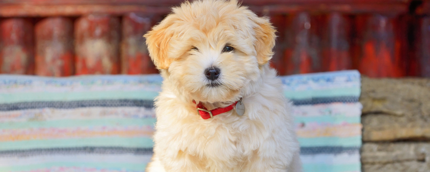 Havanese dog hypoallergenic for hot sale sale