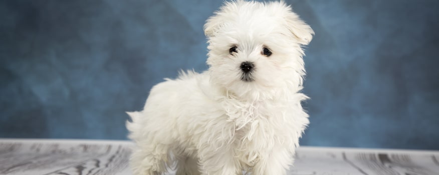 puppies for sale in boca raton