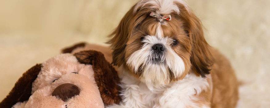 puppies for sale in boca raton