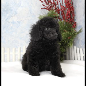 Jimmy Chew (Toy Poodle)