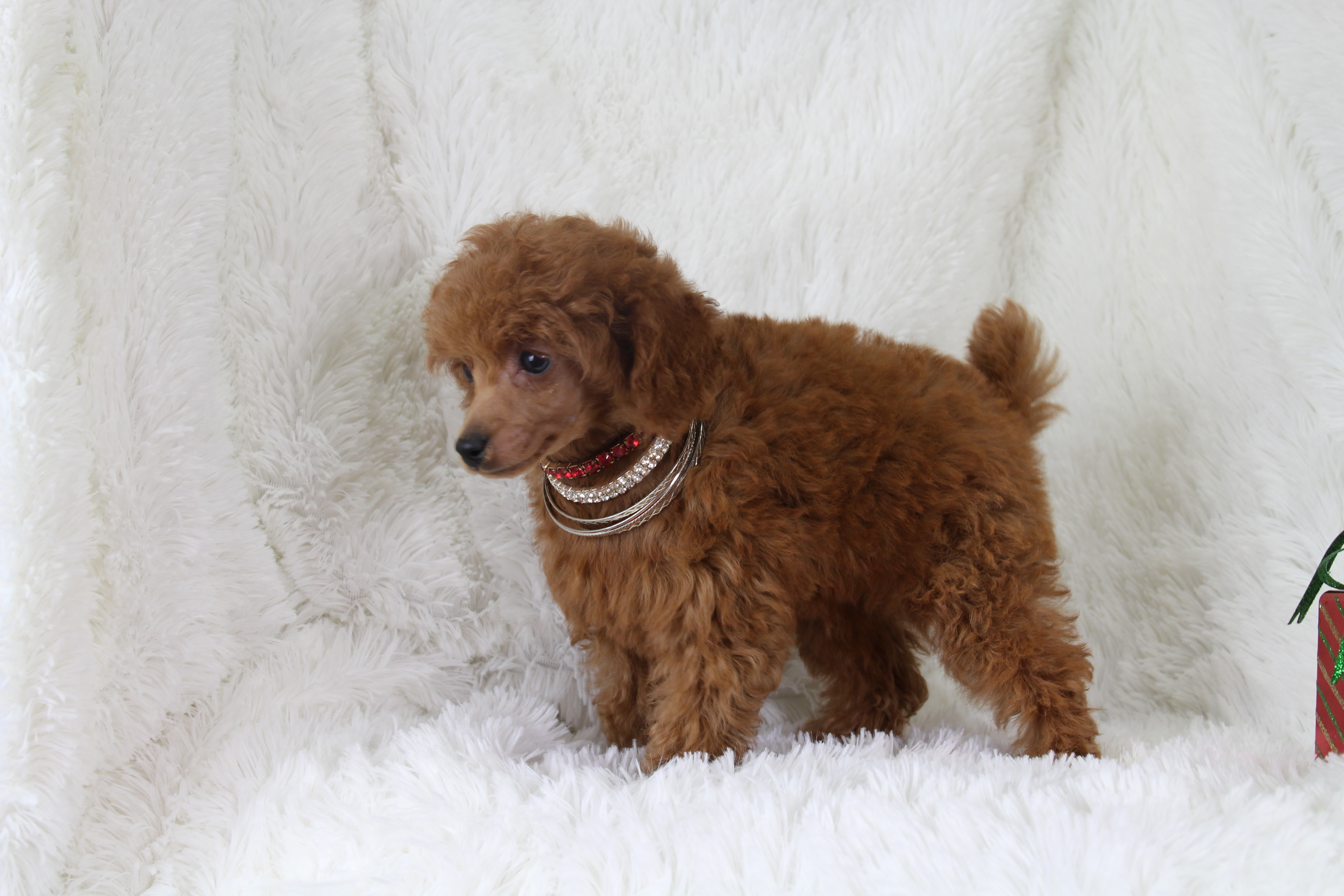 Amber Toy Poodle Love My Puppy