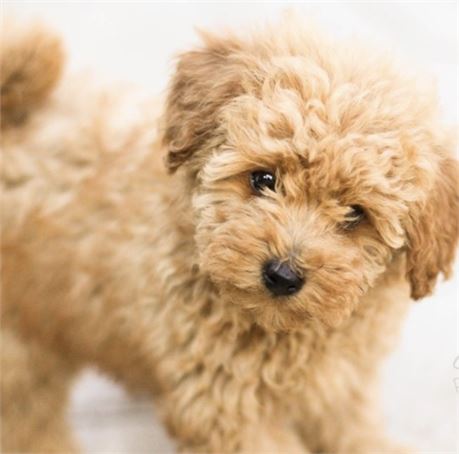 brown teacup maltipoo puppies for sale