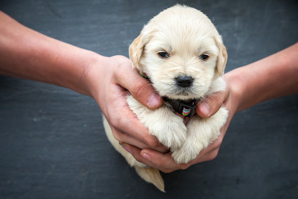 puppies for sale in boca raton