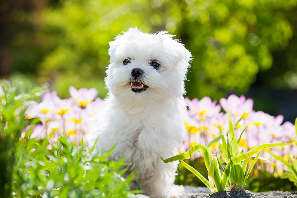 puppies for sale in boca raton