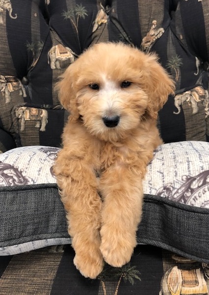 Chilli Mini Goldendoodle Love My Puppy Boca Raton