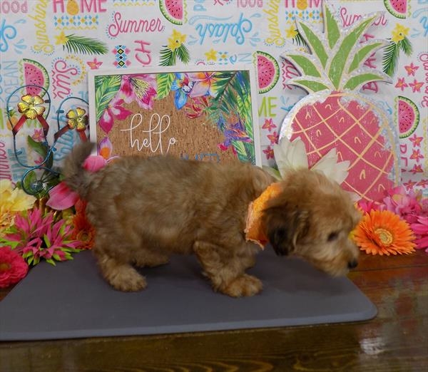 puppies for sale in boca raton