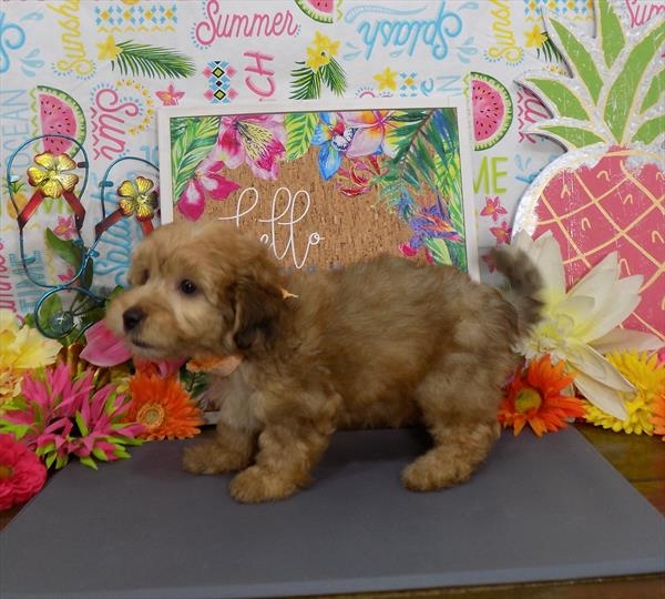 puppies for sale in boca raton