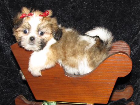 Twiggy Teacup Imperial Shih Tzu Love My Puppy Boca Raton