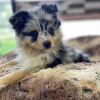 Aussie poms clearance for sale