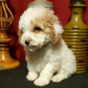 puppies for sale in boca raton