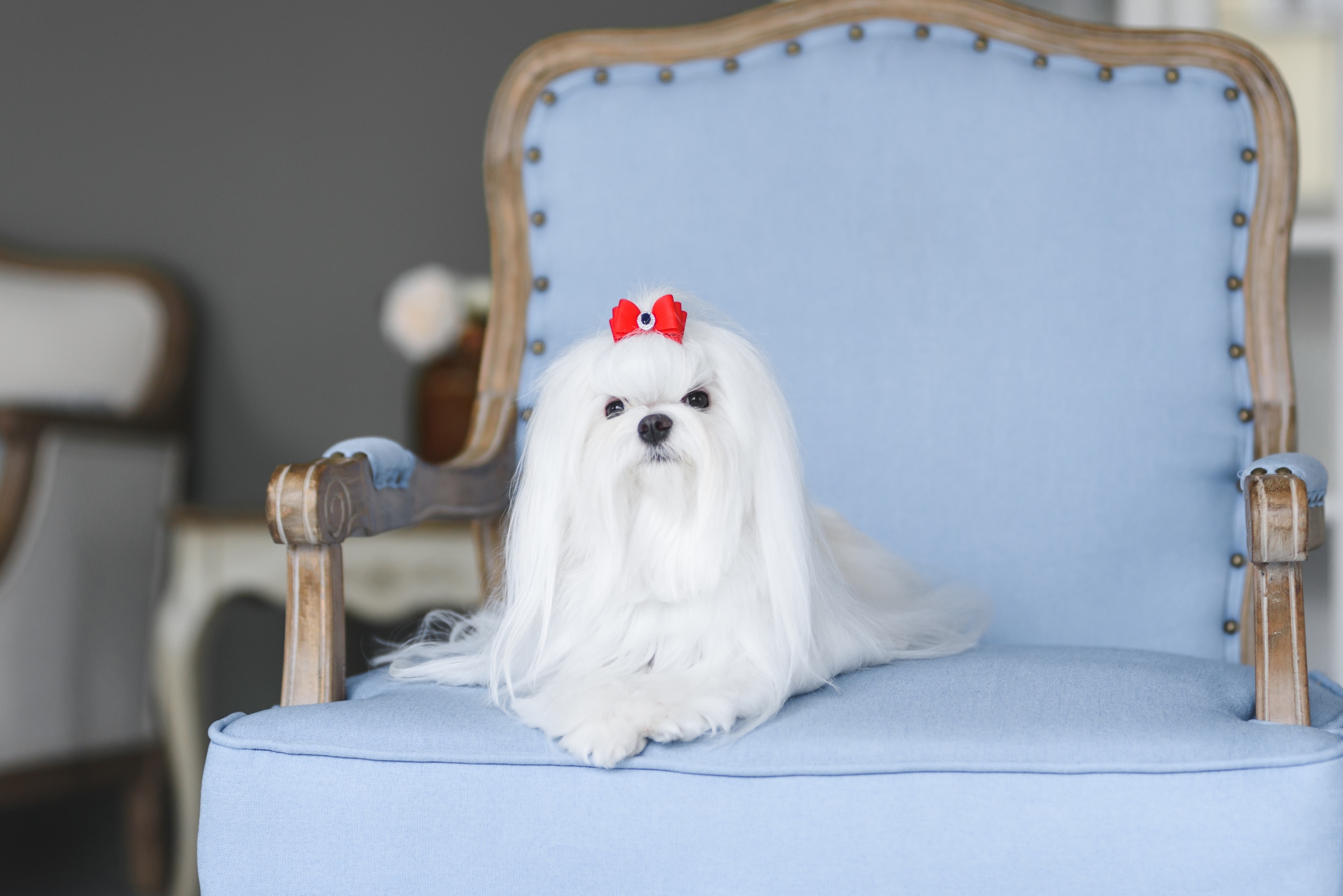 Caring for your Maltese in West Palm Beach