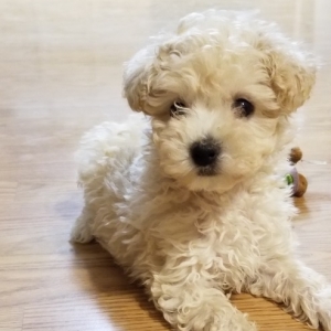 puppies for sale in boca raton