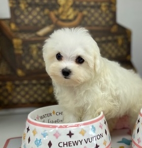 Buttons (Teacup Maltese)