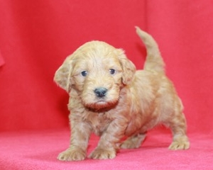 Divot (Mini Goldendoodle)