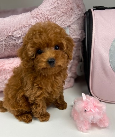 how much is a micro poodle cost