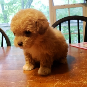 puppies for sale in boca raton