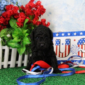 puppies for sale in boca raton