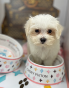 Snowball (Maltese)
