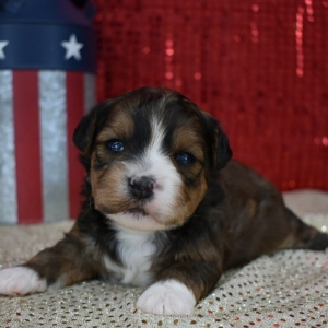 puppies for sale in boca raton