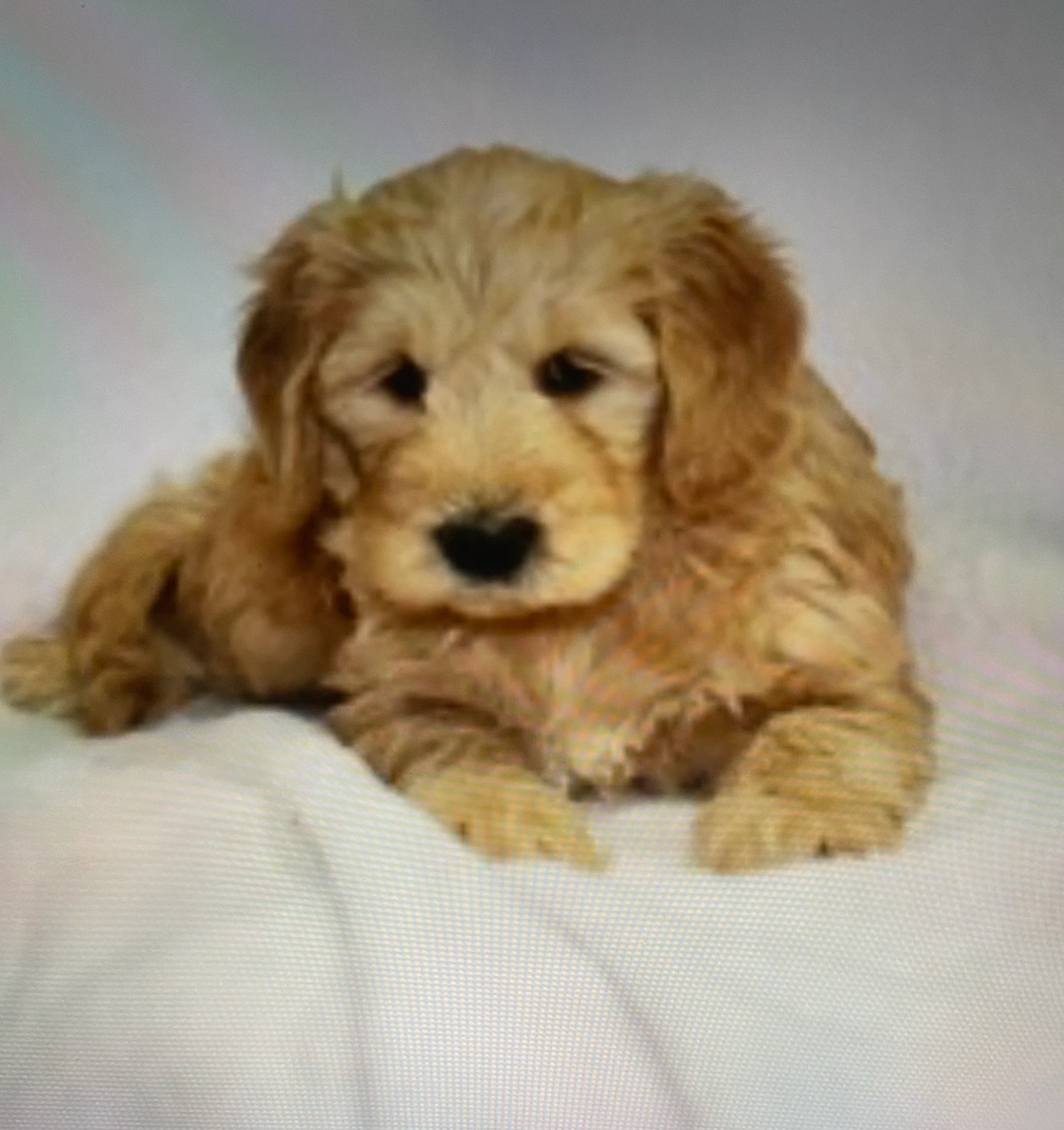 Sephora (Mini Golden-Doodle) | Love My Puppy Boca Raton