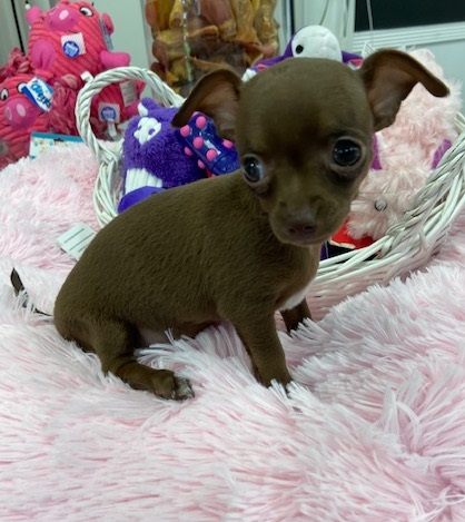 Sweet Pea (Chihuahua) - Love My Puppy