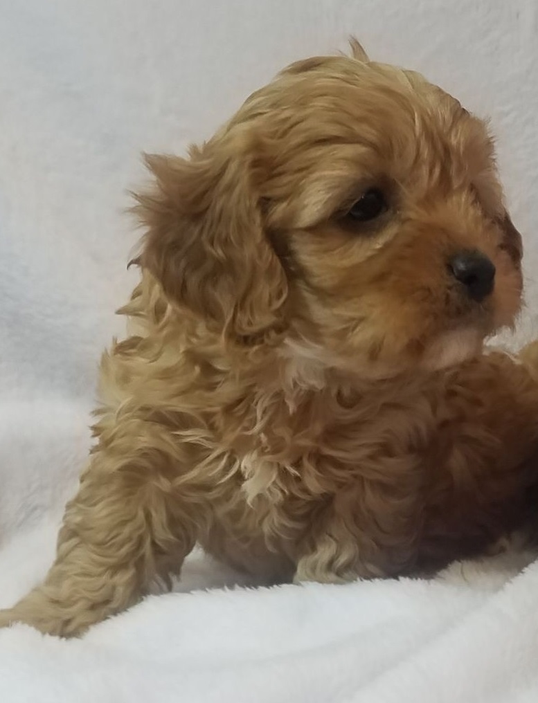 Shimmer (Cavapoo) Still With Mommy | Love My Puppy Boca Raton