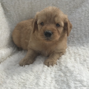 puppies for sale in boca raton