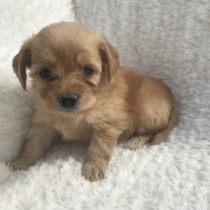 puppies for sale in boca raton