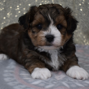 puppies for sale in boca raton