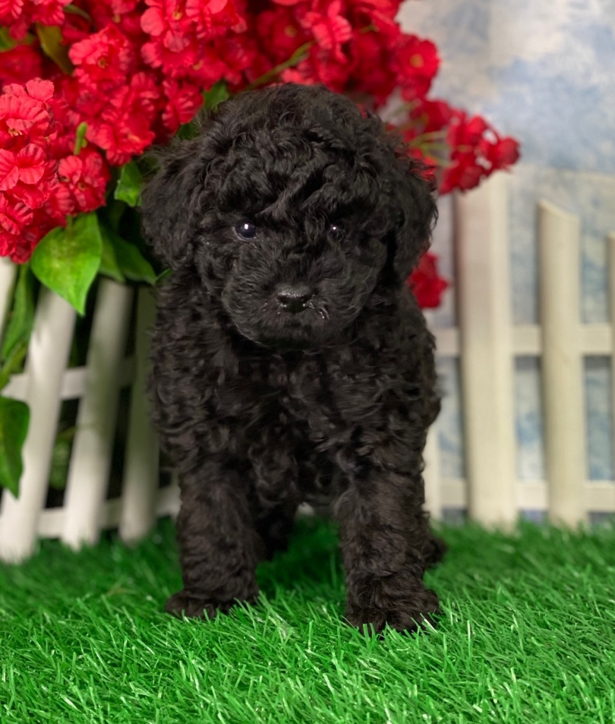 Be the first to review “Hot Sauce (Toy Poodle)” Cancel reply