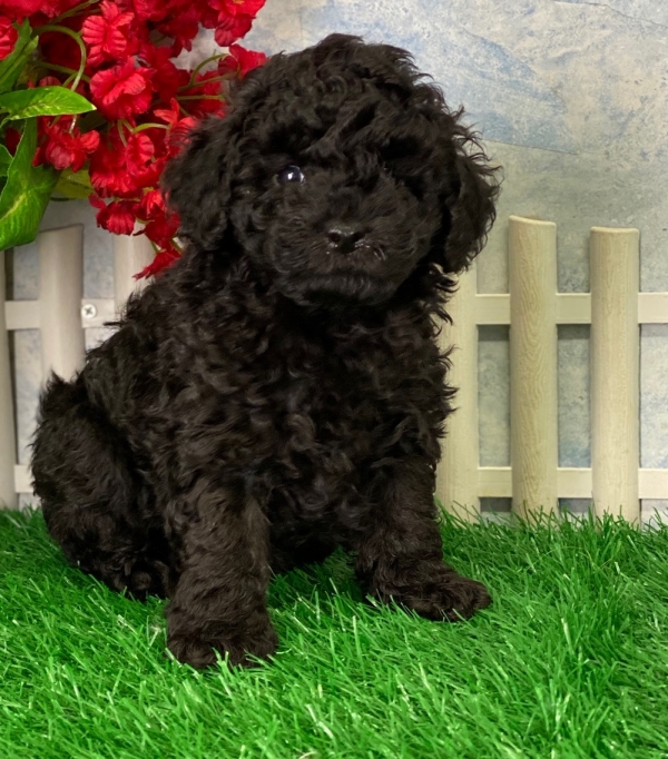 puppies for sale in boca raton