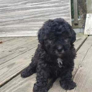 puppies for sale in boca raton