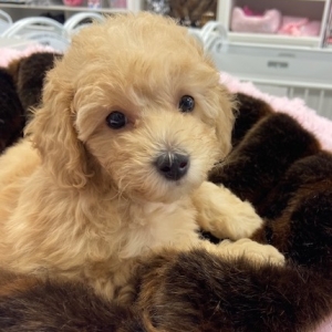 puppies for sale in boca raton