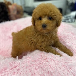 Renoir (Toy Poodle)