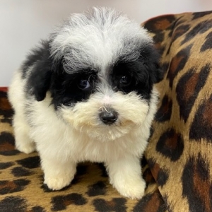 puppies for sale in boca raton