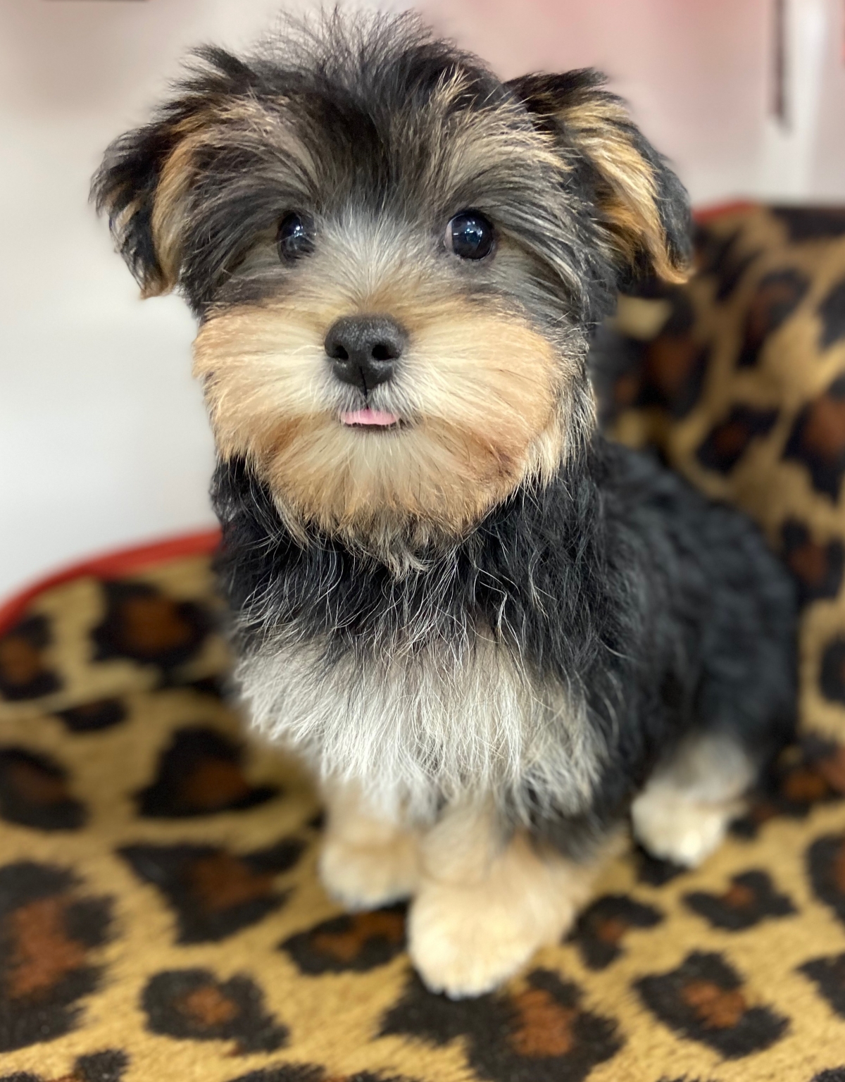 Legend (Morkie) - Love My Puppy