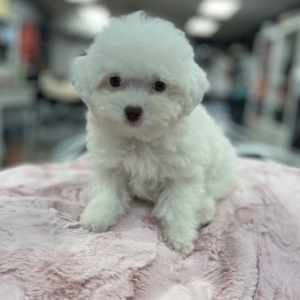 puppies for sale in boca raton