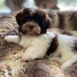 puppies for sale in boca raton