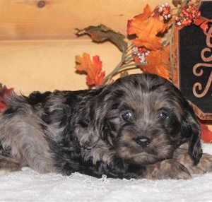 Wiggles (Cocker Spaniel/Teddy Bear)