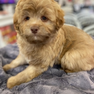 puppies for sale in boca raton