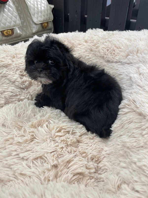 puppies for sale in boca raton