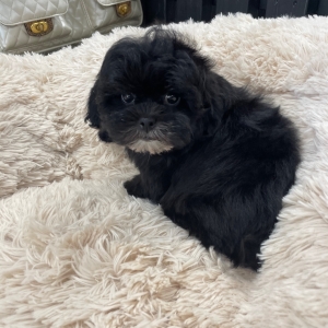 puppies for sale in boca raton