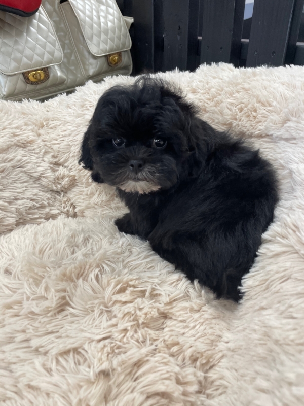 puppies for sale in boca raton