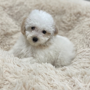 puppies for sale in boca raton