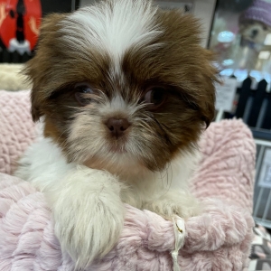 puppies for sale in boca raton