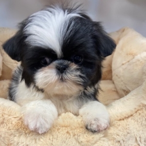 puppies for sale in boca raton