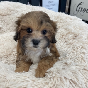 puppies for sale in boca raton