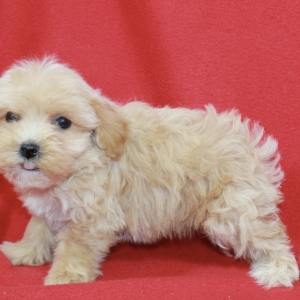 puppies for sale in boca raton